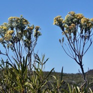 Hubertia tomentosa var tomentosa ambaville blanche.asteraceae.endémique Réunion.émergeant du feuillage de jeunes tamarins des hauts..jpeg